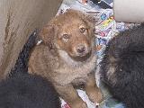 chow_retriever_mix_puppies