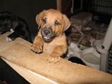 lab_mix_puppies