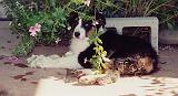mielo_puppy_in_flower