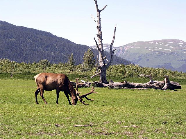 P6200057.JPG - We stopped at a wilderness preserve where we saw a number of animals. This is a caribou.