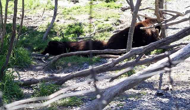P6200067.JPG - Two bears napping. We did see a few black bears in the wild, as well.