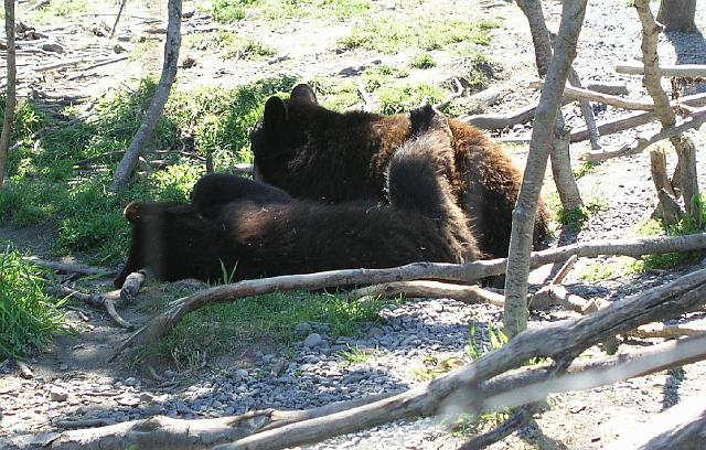 P6200069.JPG - Snuggling bears.