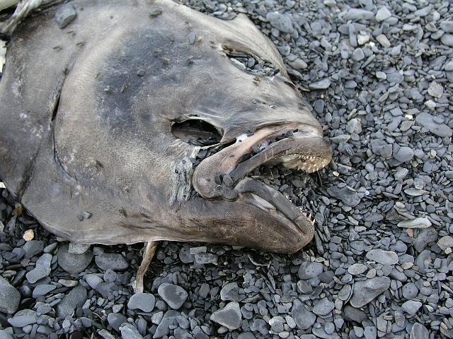 P6200081.JPG - A dead halibut washed up on the beach. Paul thought it was cool. Joyce thought it was gross.