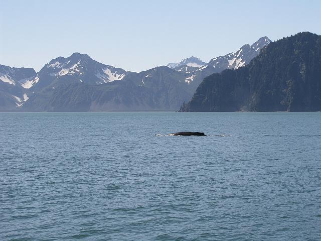 P6210116.JPG - Humpback whale