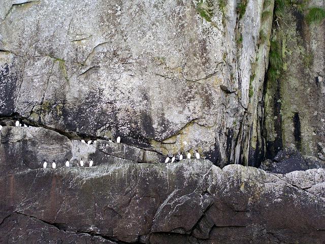 P6210125.JPG - Common Murres on a ridge