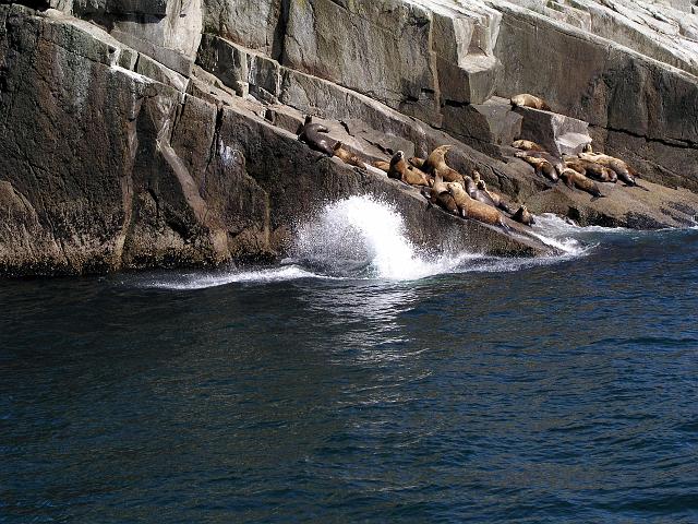 P6210131.JPG - Sea lions! The splash is due to a big bull in the process of doing a belly flop.