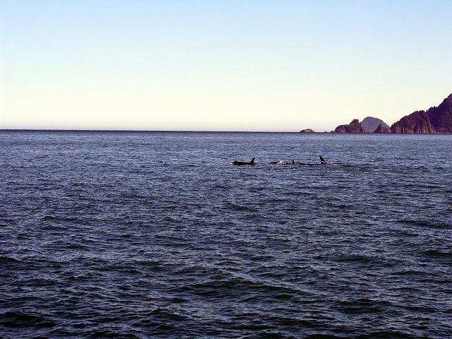 P6210135.JPG - Orcas - killer whales