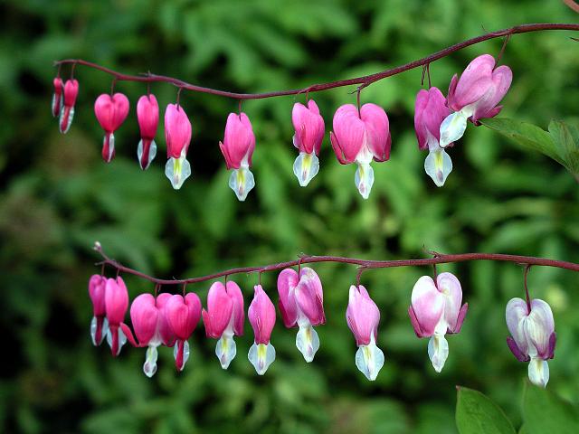 P6240180.JPG - The Bleeding Heart flower