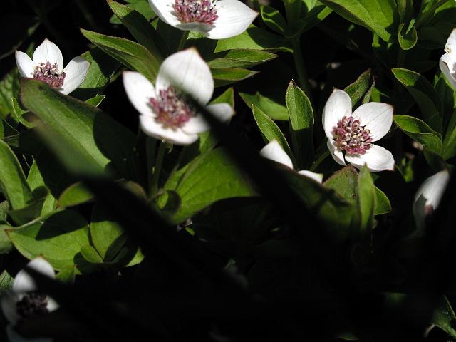 P6240182.JPG