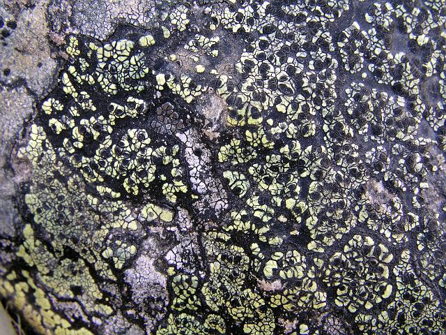 P6240195.JPG - Moss growing on a rock.