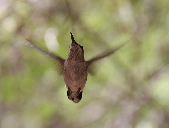 IMG_1515.JPG - Hummingbird in Boyce Thompson Botanical Gardens