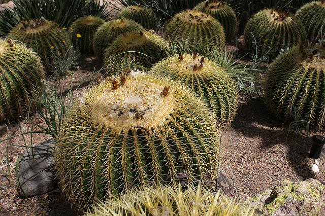 IMG_1519.JPG - Barrel cactus in Boyce Thompson Botanical Gardens
