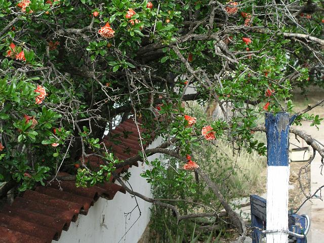 P1012120.JPG