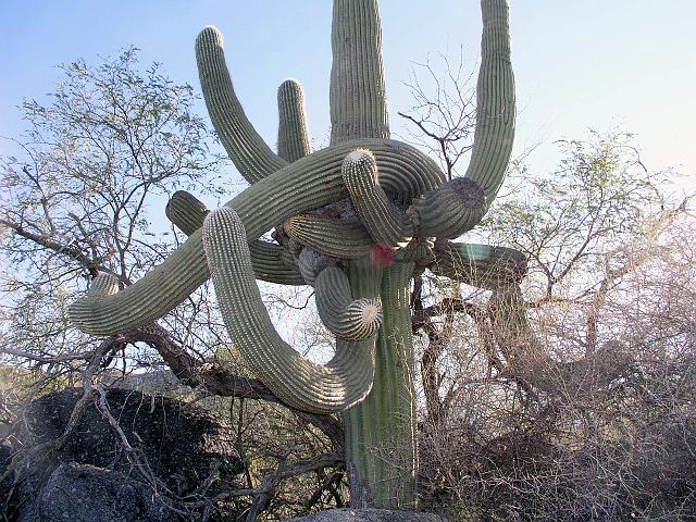 P1012315.JPG - This is the most twisted and living saguaro I've ever seen.  This is north, slightly off the main trail, from the junction of the Sutherland and 50 Year trails.