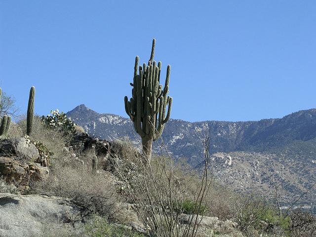 P1012326.JPG - This is the largest saguaro cactus I've ever seen.  It lies a few thousand feet northward from the junction of the Sutherland and 50 Year trails in Catalina State Park.  You get there via a semi-hidden cattle trail and a bit of bushwacking.