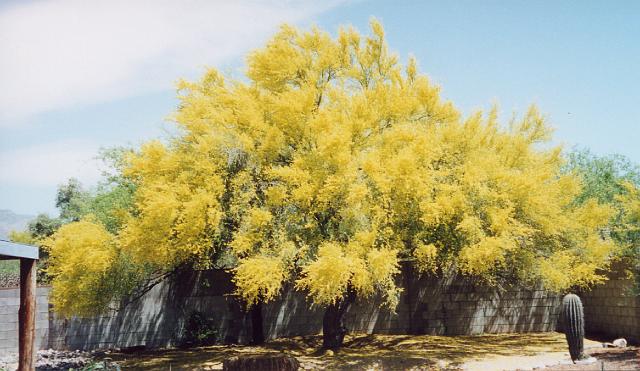 yard_2.jpg - Blooming Palo Verde in our yard.