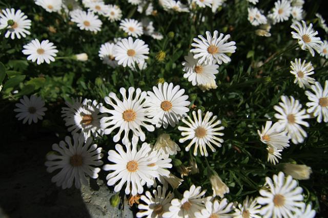 IMG_5888.JPG