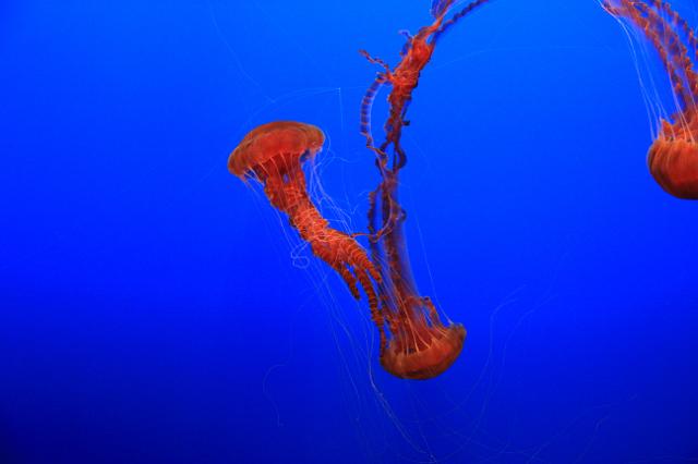 IMG_6001.JPG