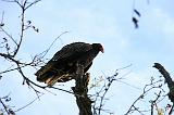 IMG_5861