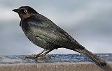 IMG_5961