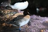 IMG_5984