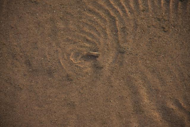 IMG_7171.JPG - Pupfish swimming in Salt Creek. These, I believe, grow to about 1 inch.