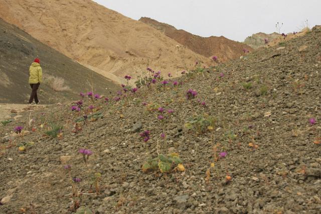 IMG_7248.JPG - Wildflowers along Twenty Mule Team Canyon road.