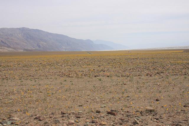 IMG_7357.JPG - Wildflowers grow in the least likely places during the spring... this will be baked to a crisp within a few weeks. Salt flats are to the upper right (Badwater Basin).