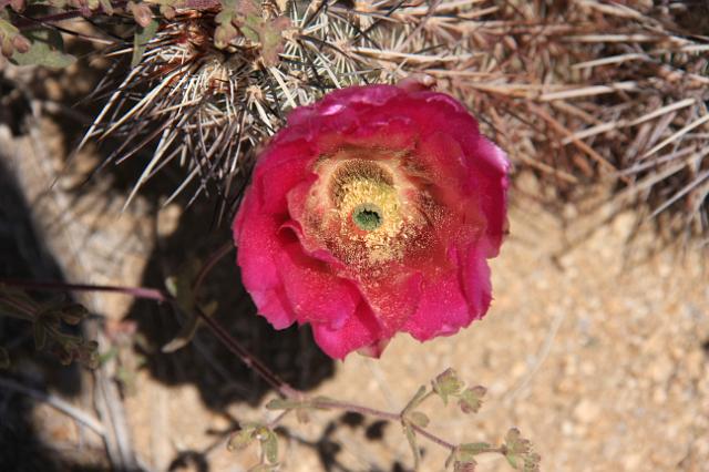 IMG_7506.JPG
