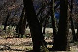 IMG_6951