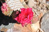 IMG_7417