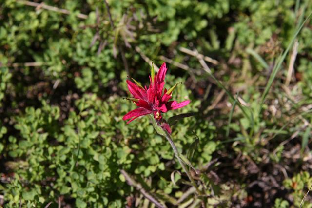 IMG_2494.JPG - Indian Paintbrush.