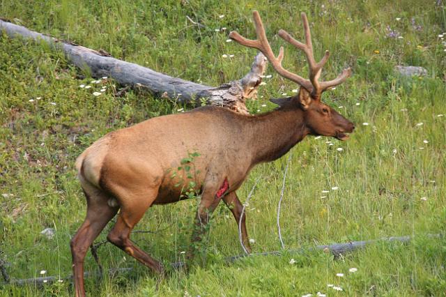 IMG_2956.JPG - Elk with a gash on its front leg.  A park official said it could be due to a fight with another bull.