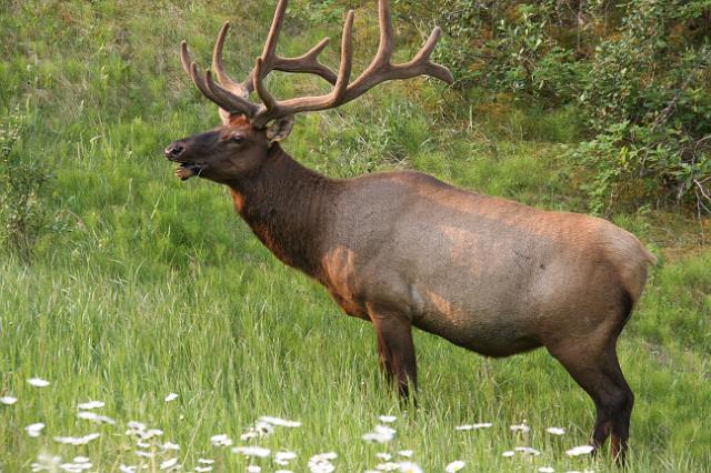 IMG_2957.JPG - Elk along the Bow Valley Parkway.