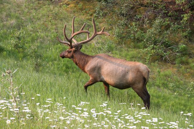 IMG_2958.JPG - Elk.