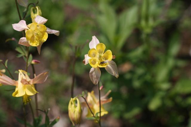 IMG_2982.JPG - Wildflowers along the Plain-of-Six Glaciers trail.