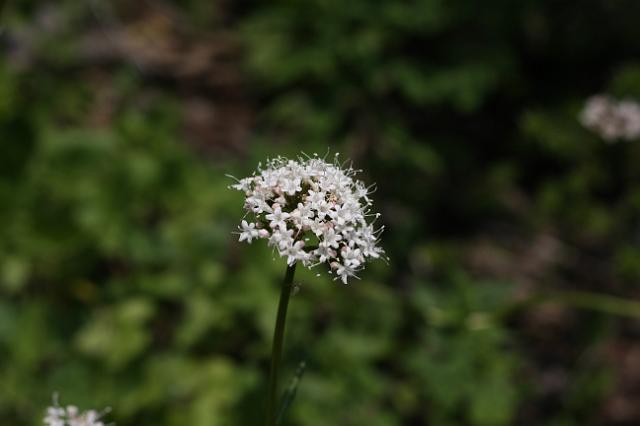 IMG_2983.JPG - Wildflowers along the Plain-of-Six Glaciers trail.