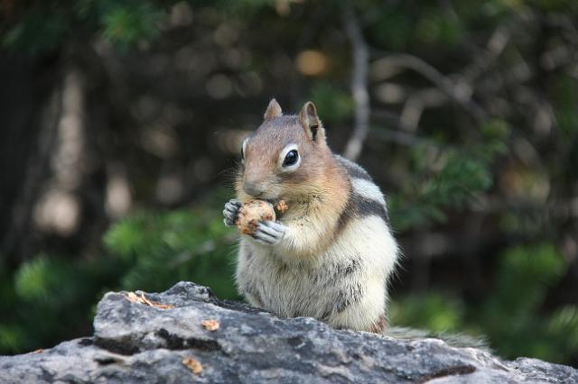 IMG_3009.JPG - Chipmunk peeling his acorn.