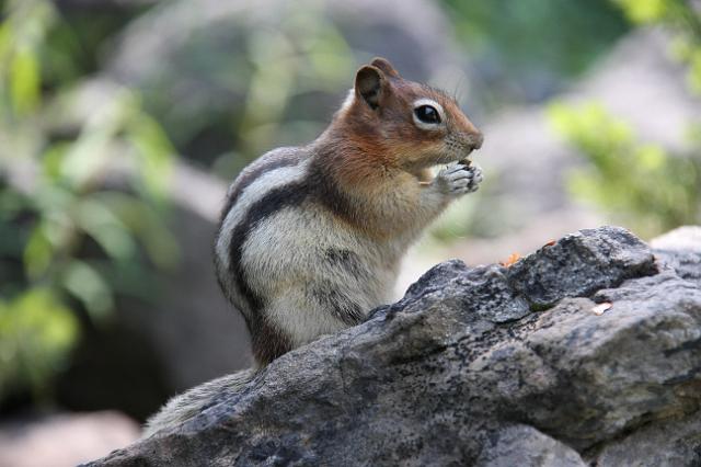 IMG_3012.JPG - Chipmunk finishing off his acorn.