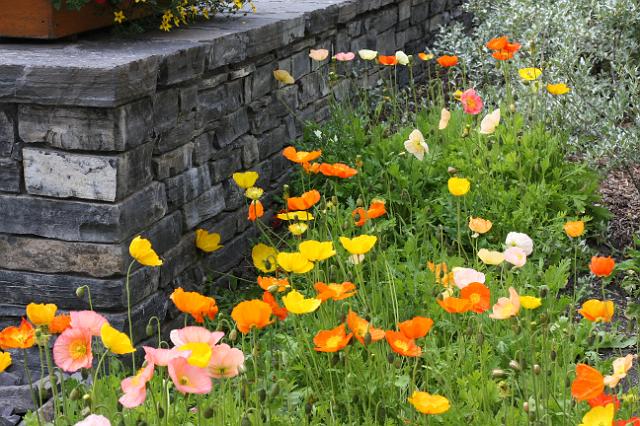 IMG_3025.JPG - Iceland poppies. These are about 5x size of Mexican poppies and come in many more colors.