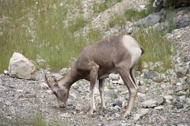 IMG_3029.JPG - A female Bighorn.