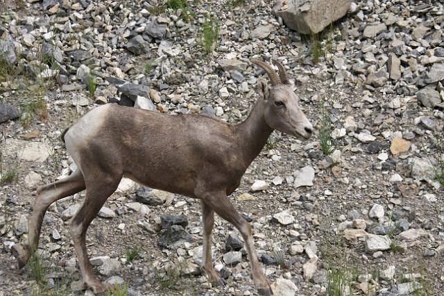 IMG_3033.JPG - Female Bighorn.