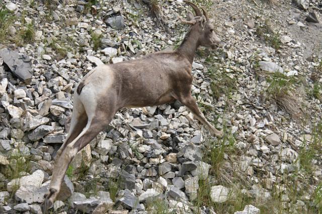 IMG_3034.JPG - Bighorn scampers off after she notices me sneaking closer.