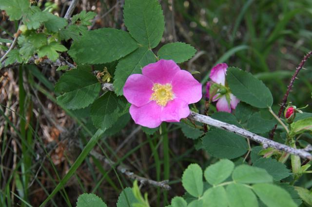IMG_2569.JPG - A wild rose, the  Alberta state flower.