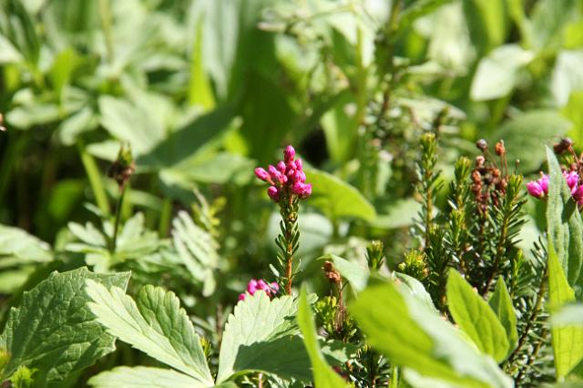 IMG_2606.JPG - Wildflowers along Edith Cavell meadows hike.