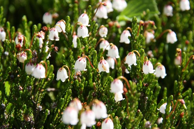 IMG_2608.JPG - Wildflowers along Edith Cavell meadows hike.