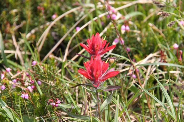 IMG_2613.JPG - Wildflowers along Edith Cavell meadows hike.