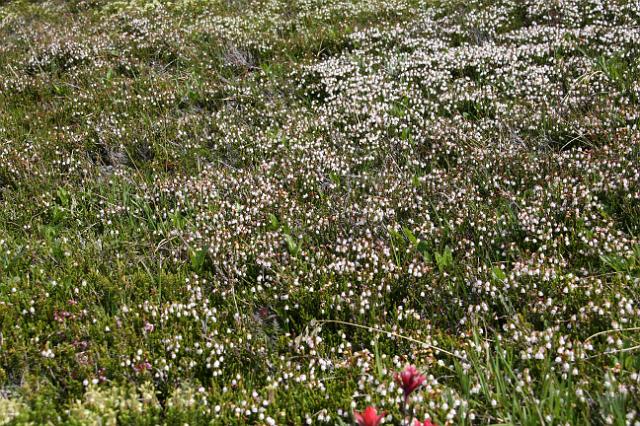 IMG_2614.JPG - Wildflowers along Edith Cavell meadows hike.