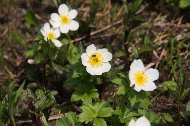 IMG_2615.JPG - Wildflowers along Edith Cavell meadows hike.