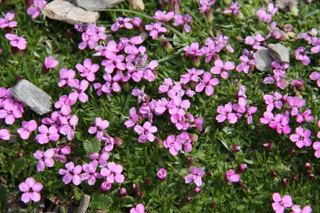 IMG_2618.JPG - Wildflowers along Edith Cavell meadows hike.